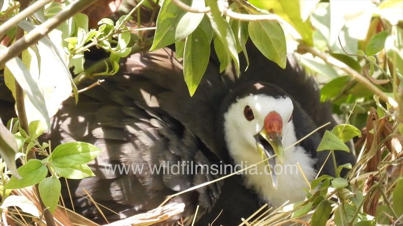 Quietly seated in the monsoon humid heat is this White-breasted waterhen on her nest in a shrub