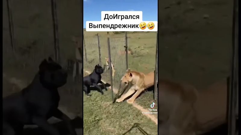 Funny dog 🐕 and lion 🦁 #dog #lion Собака и лев