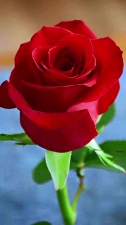 Самой Красивой Женщине! 🌹🌹🌹🌹🌹💎💎💎💎💎💎💎#самойкрасивой #женщине #этотебе