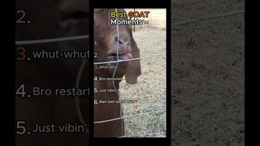 Try not to laugh🤣 Best GOAT Moments🐐