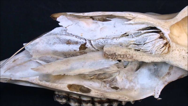 носовые раковины домашних животных