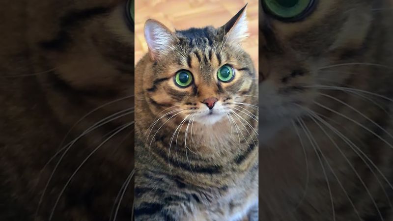 Надо 😻😉🤗🤣 #cat #кот #юмор #котушка #цитаты #приколы #смех