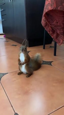 😂😂😂Мой друг Квик  #рекомендации #белк #рек #хочуврек #GoWinterGames #...