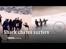 Video shows shark following surfers right to the shore after horror attack