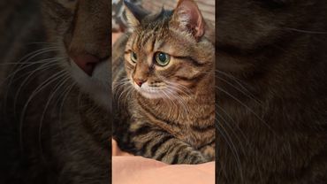 Подход с лаской 😉🤔🙀🤣 #cat #кот #юмор #котушка #приколы #цитаты #позитив