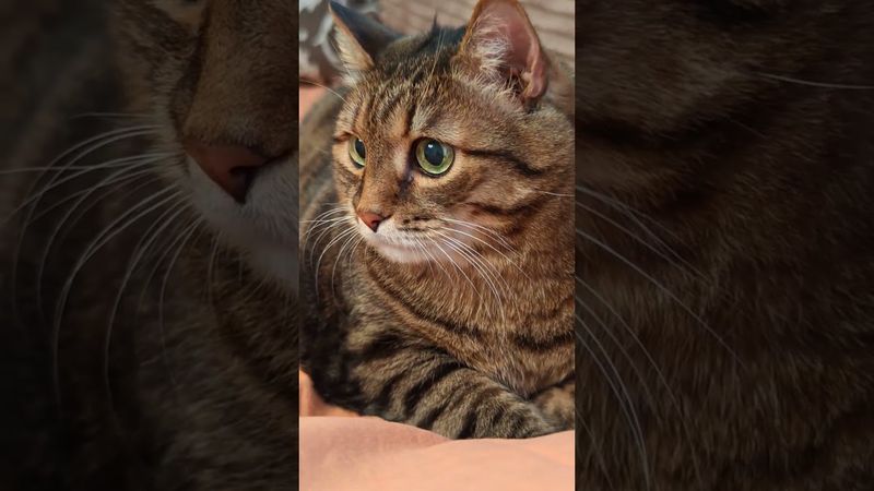 Подход с лаской 😉🤔🙀🤣 #cat #кот #юмор #котушка #приколы #цитаты #позитив