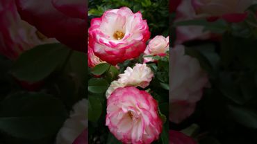 Роза Юбилей Принца Монако / Jubile du Prince de Monaco / 4k /