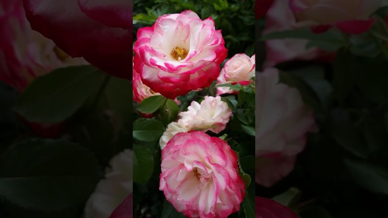 Роза Юбилей Принца Монако / Jubile du Prince de Monaco / 4k /