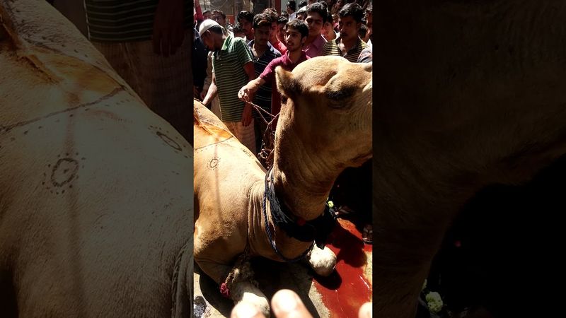 Beautiful Huge Camel Qurbani in Lahore