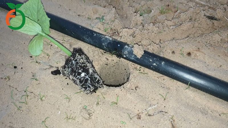 اهم العمليات الواجب القيام بها بشكل صحيح قبل واثناء وبعد زراعة الخضار داخل وخارج البيوت المحمية