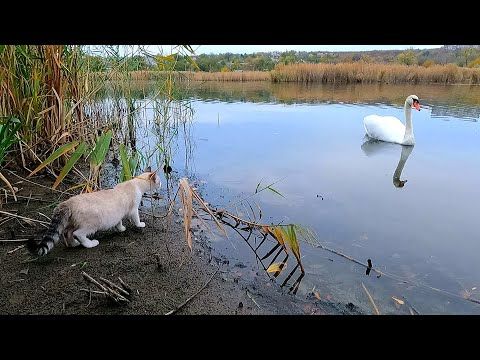 #Славянск. 19 октября 2025г. Вечер.