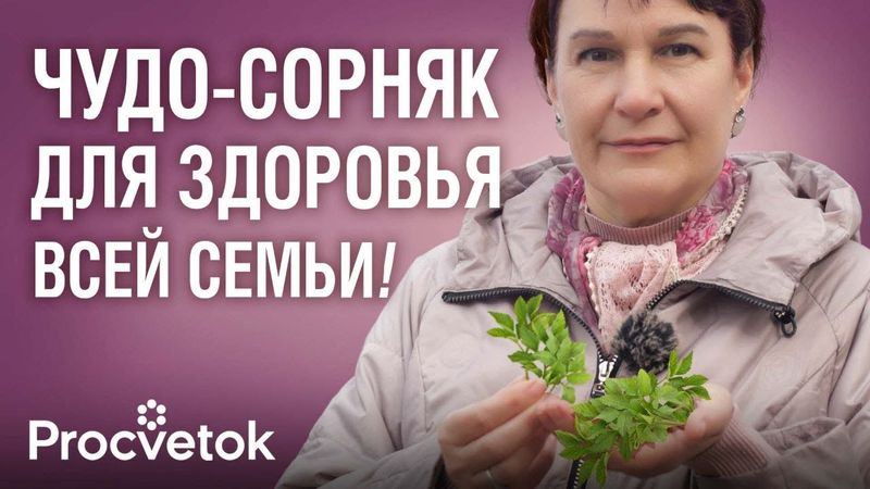 САМЫЙ ЦЕННЫЙ СОРНЯК: спасёт от тромбов и болей в суставах, снизит холестерин, нормализует давление