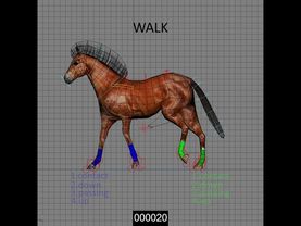 Horse Gaits
