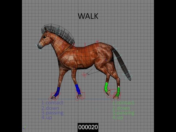 Horse Gaits