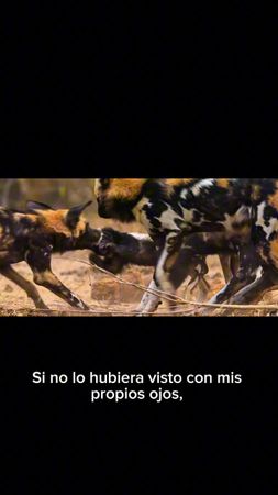 El Tejón : El Campeón Invencible de la Sabana 🍯 Hablamos sobre Mihuan...