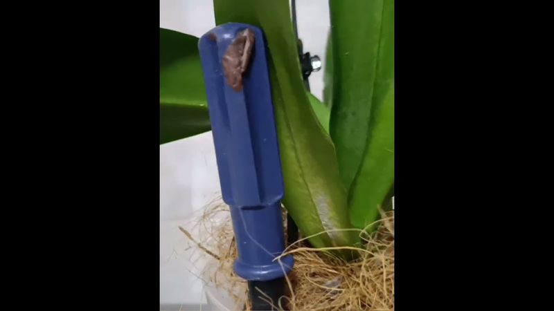 Превращение воздушных корней орхидеи в ростовые.Гипиаструм Аморей Эксус .15.01.25.Сев Каз.Ч.7