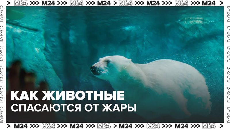 Московский зоопарк показал, как обитатели спасаются от жары — Москва 24