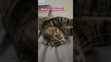 Чипсы люблю 😻👍🤗🤣 #cat #кот #юмор #дети #котушка #приколы #цитаты