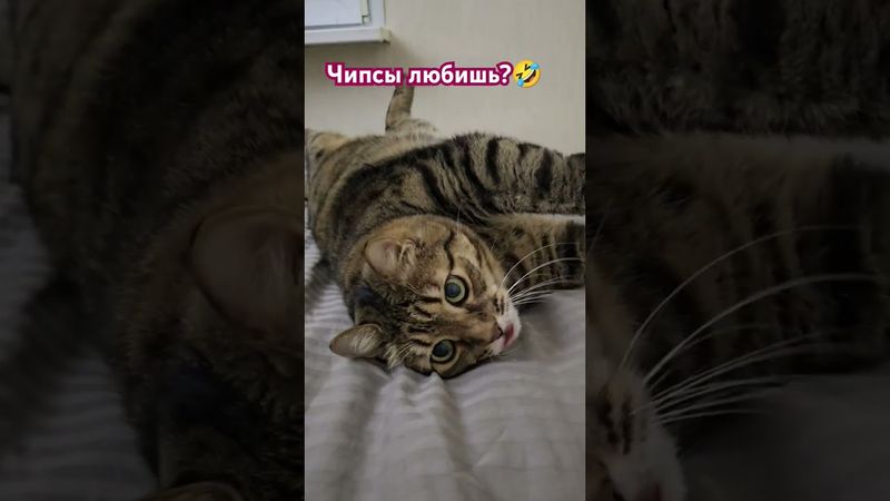 Чипсы люблю 😻👍🤗🤣 #cat #кот #юмор #дети #котушка #приколы #цитаты
