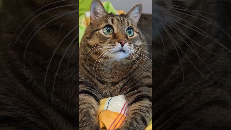 Немые 🙀🤫🫢🤣 #cat #кот #юмор #котушка #приколы #цитаты #смех