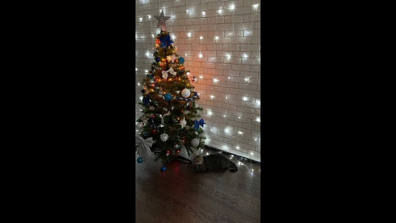 Когда кот решил что праздник для него)