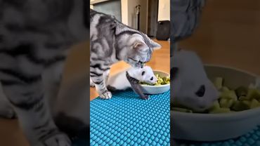 FRIENDSHIP STORY - Cat and Panda #catvideos #cat #imut #kucinglucubandung #funny #kucing #cute