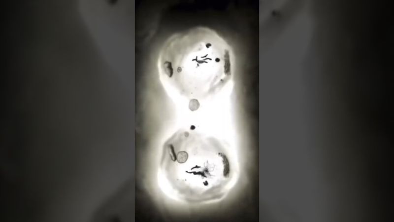 Деление клетки в реальном времени под микроскопом