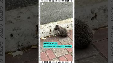 Мама-ежиха учит ПДД: самое милое утро в Москве 😊🦔