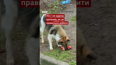 Безпритульному собаці в Одесі подарували його першу іграшку #shorts #одеса #собаки #добро