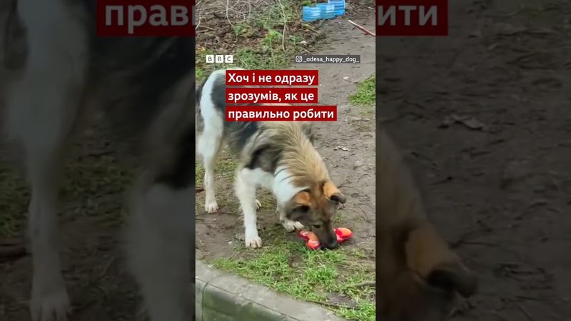 Безпритульному собаці в Одесі подарували його першу іграшку #shorts #одеса #собаки #добро