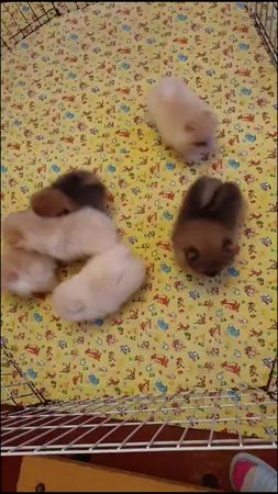 #померанскийшпиц #напозитиве #шпицмишка #мишка #шпиц #щенкишпица #мал...