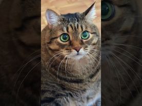 Девушки...!?!💃🙀🤗🤣 #cat #кот #юмор #котушка #приколы #цитаты #смех