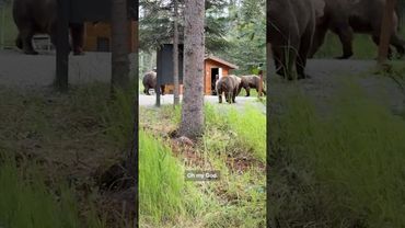 Nervous hikers encounter terrifying bear brawl