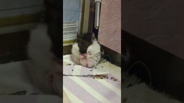 ракамакафо 🤣🤣 #прикол #смешно #хомяк #ракамакафо