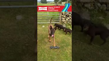 Малинуа 🐕 Вы Ее Не Потянете!