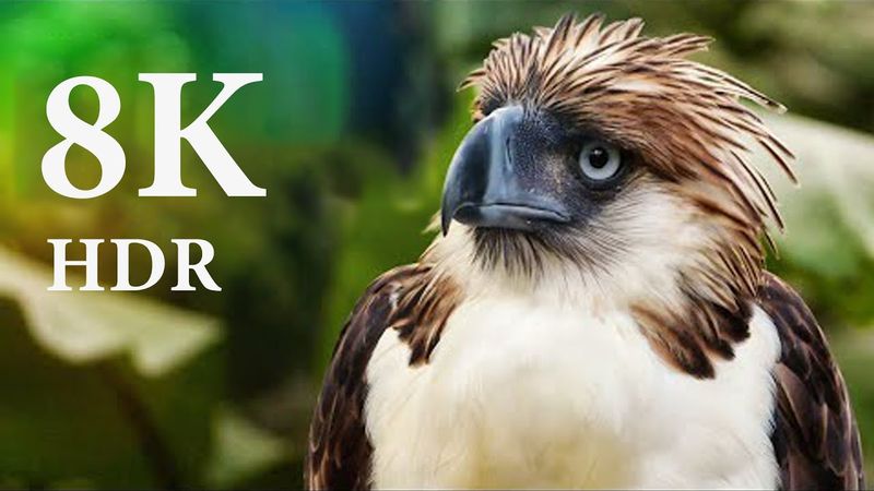 8K VIDEO ULTRA HD HDR - Nature is the art of God 60FPS
