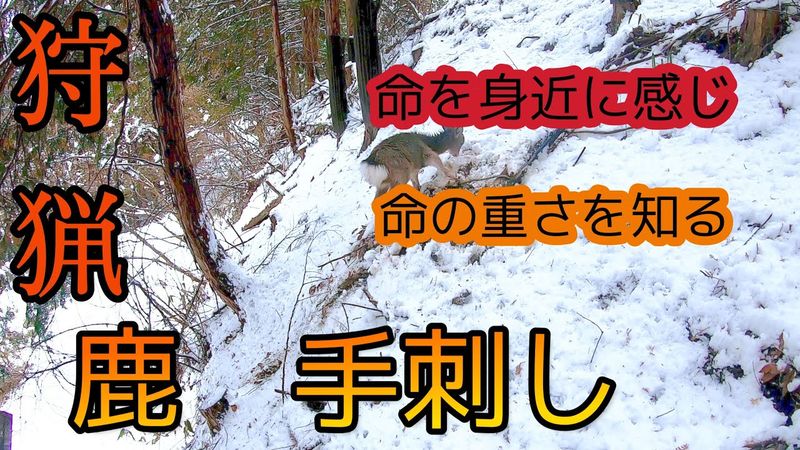 【狩猟】鹿を手刺し食肉利用するために