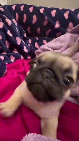 #мопсы #мопс #темныйпринц #пес #собака