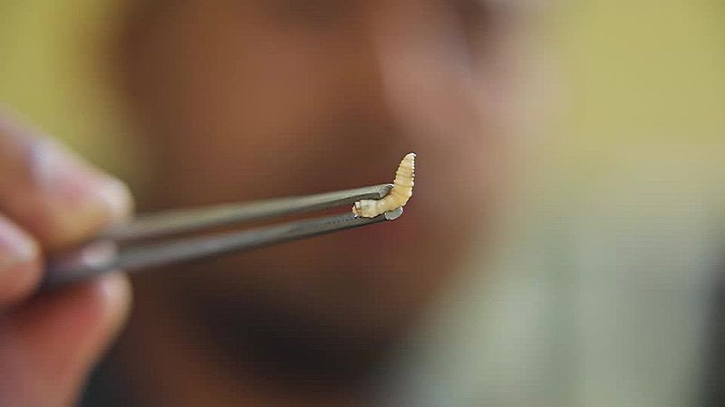 В США зафиксирован случай заражения человека мясной мухой