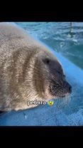 он вам признался..#seal #seals #тюлени #тюлень #нерпы 