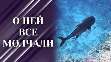 Эта рыба нападает на акул и людей. Почему о ней никто не говорит?
