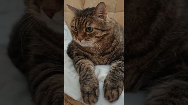 Херов Д.Н. 🙀😉🤔🤣 #cat #кот #юмор #котушка #приколы #цитаты