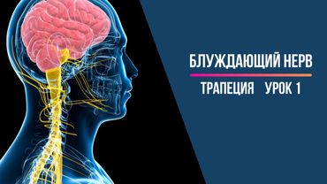 Блуждающий нерв. Компрессия