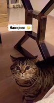 Мне одной слышится «накорми» ?