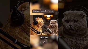 Подкаст Котов #жиза #юмор #кот #коты #cat #смех #котики