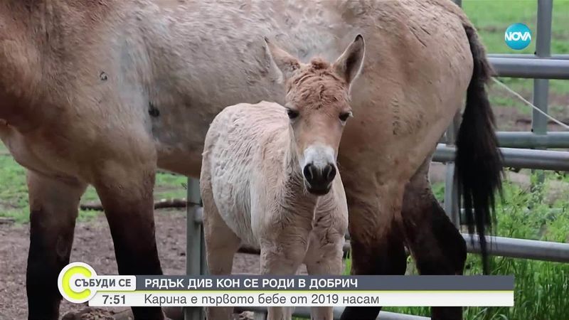 Рядък вид кон се роди в Добрич