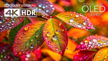 Best of Color Burst Dolby Vision HDR 60fps 4K VIDEO ULTRA HD - 8K / 4K TV