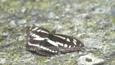 Common Sailor butterfly hops on ground at wildfilmsindia Jabbarkhet butterfly gardens in Himalaya