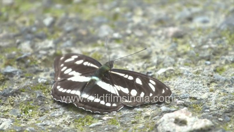 Common Sailor butterfly hops on ground at wildfilmsindia Jabbarkhet butterfly gardens in Himalaya