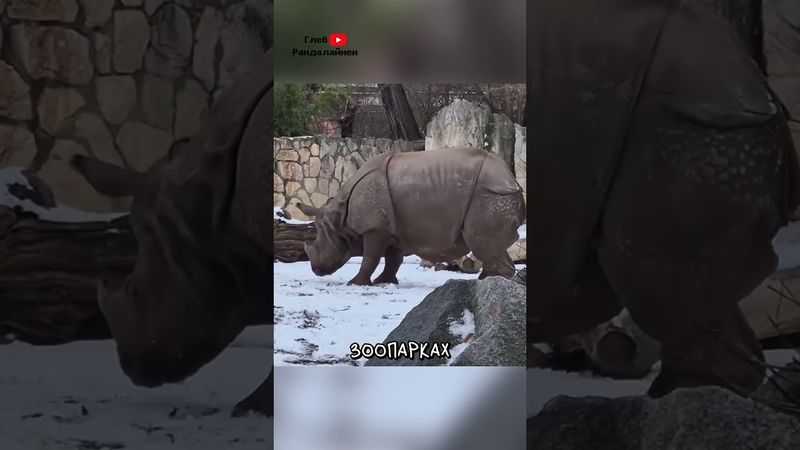 Носорог Играет с Оленем 🦏